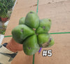 #EC153 EXACT Trichocereus Bridgesii Jiimz Twin Spine Cactus Plant Cuttings