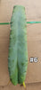 #EC153 EXACT Trichocereus Bridgesii Jiimz Twin Spine Cactus Plant Cuttings