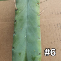 #EC153 EXACT Trichocereus Bridgesii Jiimz Twin Spine Cactus Plant Cuttings