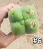 #EC153 EXACT Trichocereus Bridgesii Jiimz Twin Spine Cactus Plant Cuttings