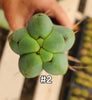 #EC153 EXACT Trichocereus Bridgesii Jiimz Twin Spine Cactus Plant Cuttings