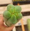 #EC153 EXACT Trichocereus Bridgesii Jiimz Twin Spine Cactus Plant Cuttings