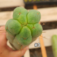 #EC153 EXACT Trichocereus Bridgesii Jiimz Twin Spine Cactus Plant Cuttings