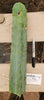 #EC153 EXACT Trichocereus Bridgesii Jiimz Twin Spine Cactus Plant Cuttings