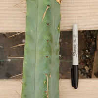 #EC153 EXACT Trichocereus Bridgesii Jiimz Twin Spine Cactus Plant Cuttings