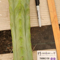 #EC153 EXACT Trichocereus Bridgesii Jiimz Twin Spine Cactus Plant Cuttings