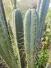 #EC153 EXACT Trichocereus Bridgesii Jiimz Twin Spine Cactus Plant Cuttings