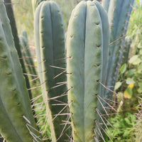 #EC153 EXACT Trichocereus Bridgesii Jiimz Twin Spine Cactus Plant Cuttings