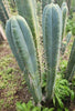 #EC153 EXACT Trichocereus Bridgesii Jiimz Twin Spine Cactus Plant Cuttings