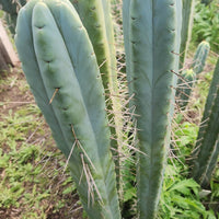 #EC153 EXACT Trichocereus Bridgesii Jiimz Twin Spine Cactus Plant Cuttings