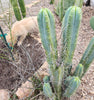 #EC153 EXACT Trichocereus Bridgesii Jiimz Twin Spine Cactus Plant Cuttings