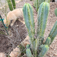 #EC153 EXACT Trichocereus Bridgesii Jiimz Twin Spine Cactus Plant Cuttings