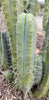 #EC153 EXACT Trichocereus Bridgesii Jiimz Twin Spine Cactus Plant Cuttings