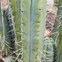 #EC153 EXACT Trichocereus Bridgesii Jiimz Twin Spine Cactus Plant Cuttings