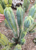 #EC153 EXACT Trichocereus Bridgesii Jiimz Twin Spine Cactus Plant Cuttings