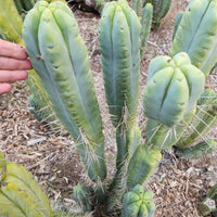 #EC153 EXACT Trichocereus Bridgesii Jiimz Twin Spine Cactus Plant Cuttings