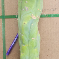 #EC153 EXACT Trichocereus Bridgesii Jiimz Twin Spine Cactus Plant Cuttings