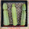 #EC153 EXACT Trichocereus Bridgesii Jiimz Twin Spine Cactus Plant Cuttings