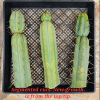 #EC153 EXACT Trichocereus Bridgesii Jiimz Twin Spine Cactus Plant Cuttings