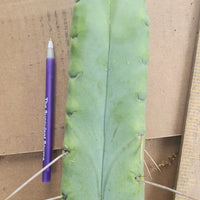 #EC153 EXACT Trichocereus Bridgesii Jiimz Twin Spine Cactus Plant Cuttings