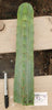 #EC153 EXACT Trichocereus Bridgesii Jiimz Twin Spine Cactus Plant Cuttings