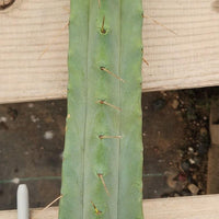 #EC153 EXACT Trichocereus Bridgesii Jiimz Twin Spine Cactus Plant Cuttings