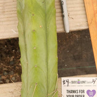 #EC153 EXACT Trichocereus Bridgesii Jiimz Twin Spine Cactus Plant Cuttings