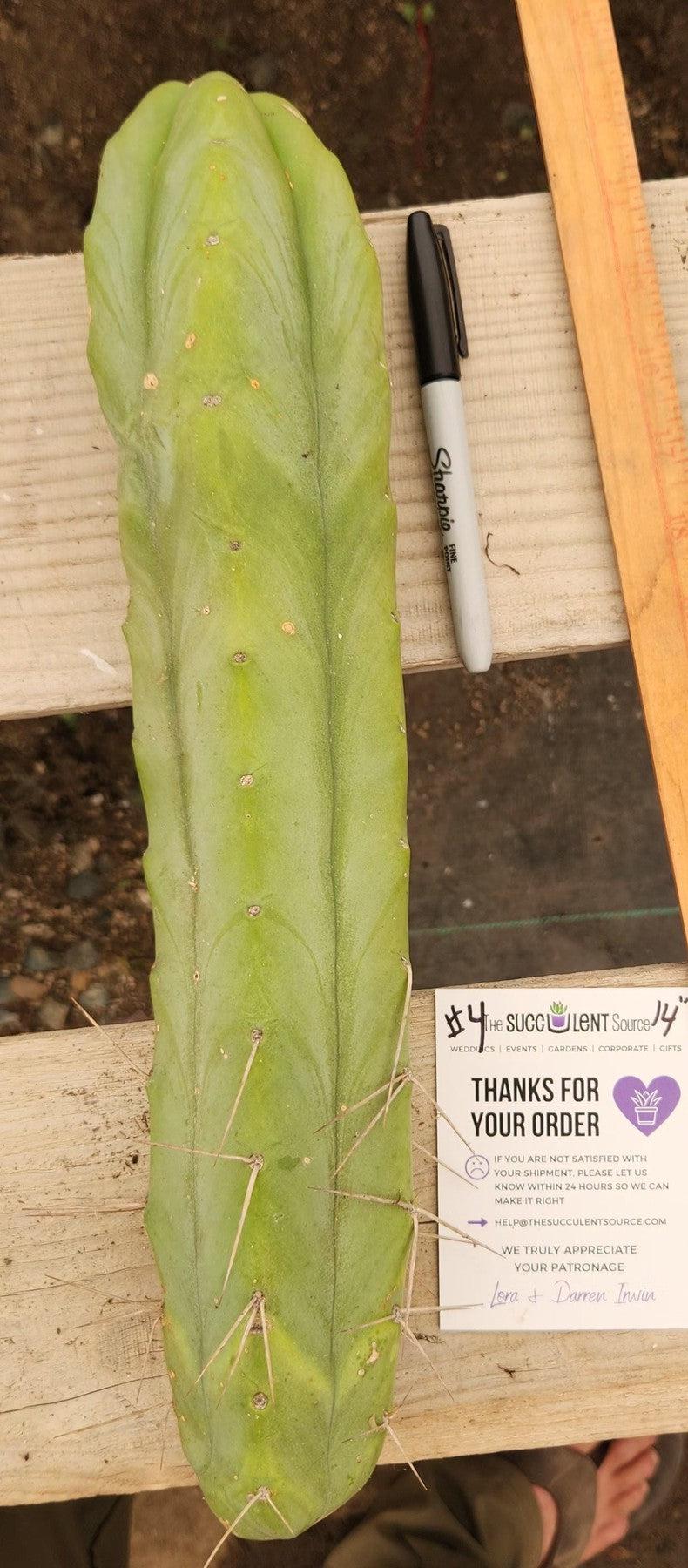 #EC153 EXACT Trichocereus Bridgesii Jiimz Twin Spine Cactus Plant Cuttings