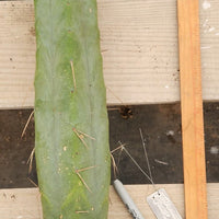 #EC153 EXACT Trichocereus Bridgesii Jiimz Twin Spine Cactus Plant Cuttings