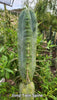 #EC153 EXACT Trichocereus Bridgesii Jiimz Twin Spine Cactus Plant Cuttings