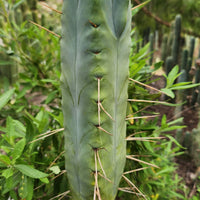 #EC153 EXACT Trichocereus Bridgesii Jiimz Twin Spine Cactus Plant Cuttings