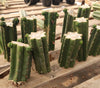 #EC157 EXACT Trichocereus Pachanoi "Awful" Cactus  Plant Various Sizes