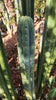 #EC157 EXACT Trichocereus Pachanoi "Awful" Cactus  Plant Various Sizes