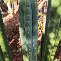 #EC157 EXACT Trichocereus Pachanoi "Awful" Cactus  Plant Various Sizes