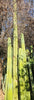 #EC157 EXACT Trichocereus Pachanoi "Awful" Cactus  Plant Various Sizes