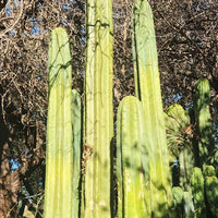 #EC157 EXACT Trichocereus Pachanoi "Awful" Cactus  Plant Various Sizes