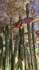 #EC157 EXACT Trichocereus Pachanoi "Awful" Cactus  Plant Various Sizes