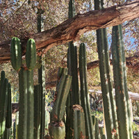 #EC157 EXACT Trichocereus Pachanoi "Awful" Cactus  Plant Various Sizes