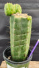 #EC157 EXACT Trichocereus Pachanoi "Awful" Cactus  Plant Various Sizes