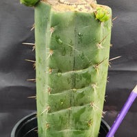 #EC157 EXACT Trichocereus Pachanoi "Awful" Cactus  Plant Various Sizes