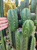 #EC157 EXACT Trichocereus Pachanoi "Awful" Cactus  Plant Various Sizes