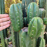 #EC157 EXACT Trichocereus Pachanoi "Awful" Cactus  Plant Various Sizes