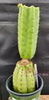 #EC157 EXACT Trichocereus Pachanoi "Awful" Cactus  Plant Various Sizes