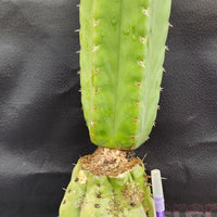 #EC157 EXACT Trichocereus Pachanoi "Awful" Cactus  Plant Various Sizes