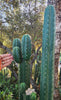 #EC157 EXACT Trichocereus Pachanoi "Awful" Cactus  Plant Various Sizes