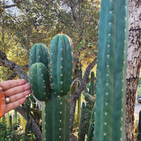 #EC157 EXACT Trichocereus Pachanoi "Awful" Cactus  Plant Various Sizes