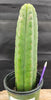 #EC157 EXACT Trichocereus Pachanoi "Awful" Cactus  Plant Various Sizes