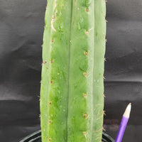 #EC157 EXACT Trichocereus Pachanoi "Awful" Cactus  Plant Various Sizes