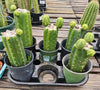 #EC157 EXACT Trichocereus Pachanoi "Awful" Cactus  Plant Various Sizes