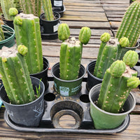 #EC157 EXACT Trichocereus Pachanoi "Awful" Cactus  Plant Various Sizes